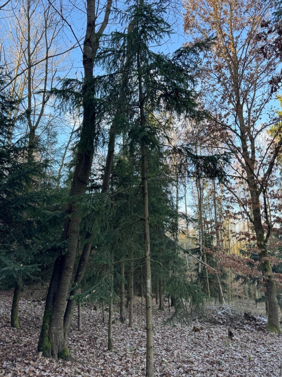 Prodej lesních pozemků k.ú. Poleň