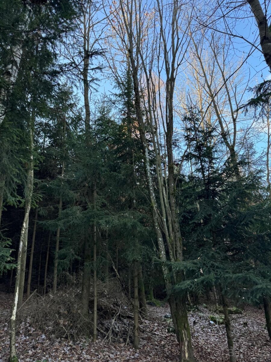 Prodej lesních pozemků k.ú. Poleň