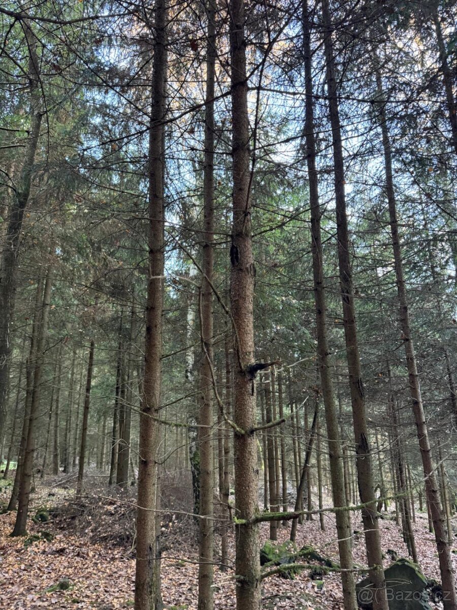 Prodej lesních pozemků k.ú. Poleň