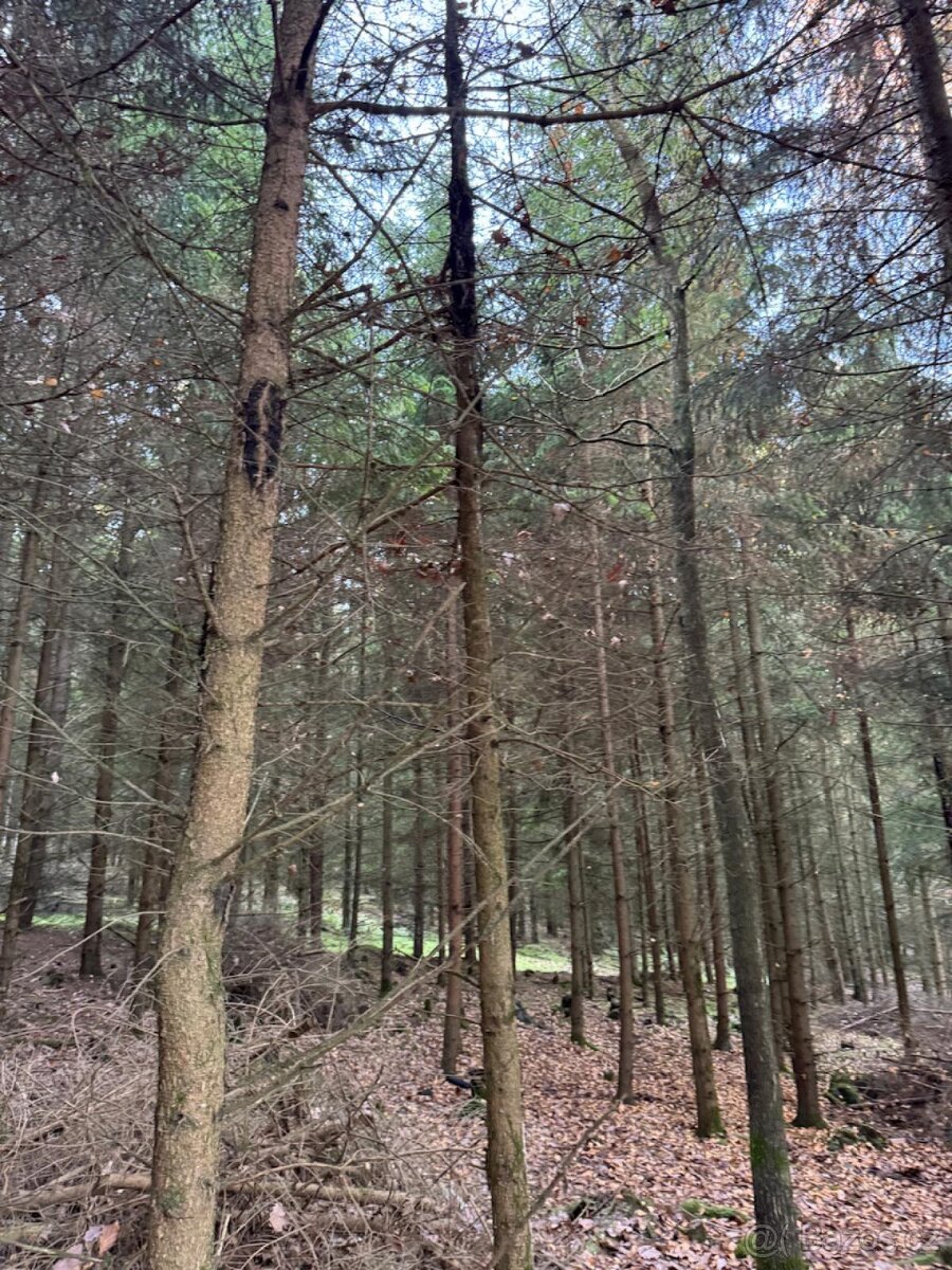 Prodej lesních pozemků k.ú. Poleň