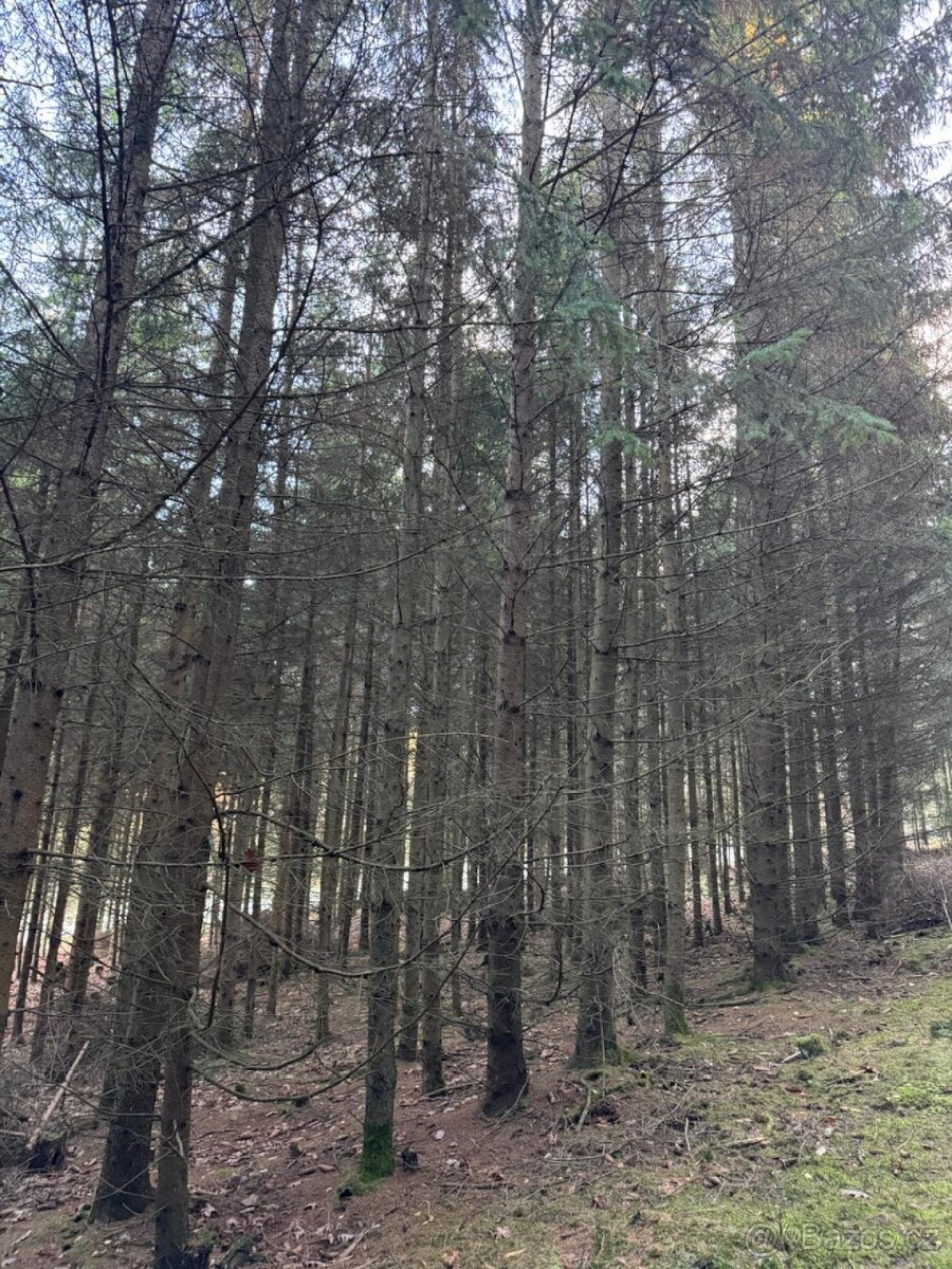 Prodej lesních pozemků k.ú. Poleň