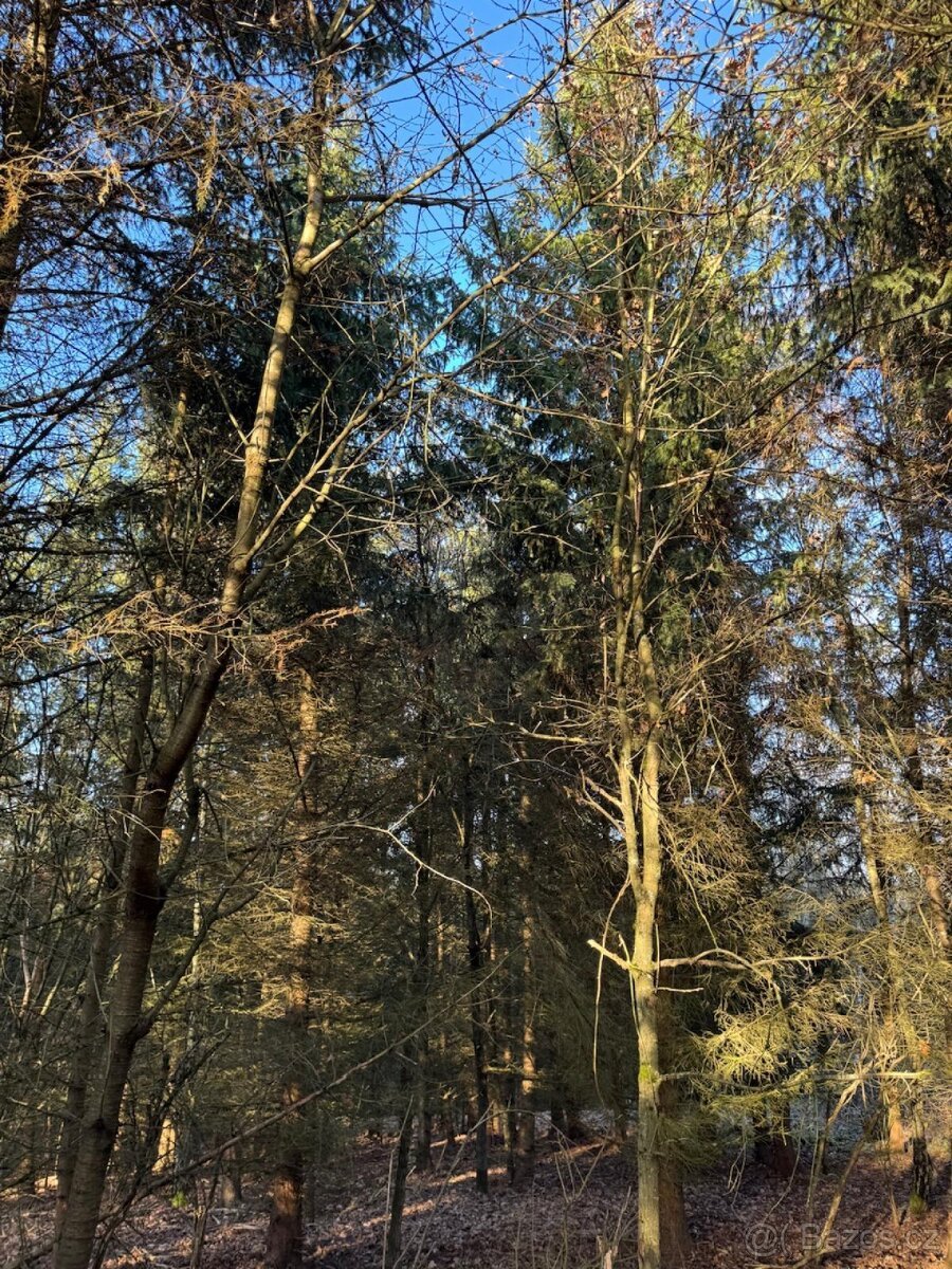 Prodej lesních pozemků k.ú. Poleň