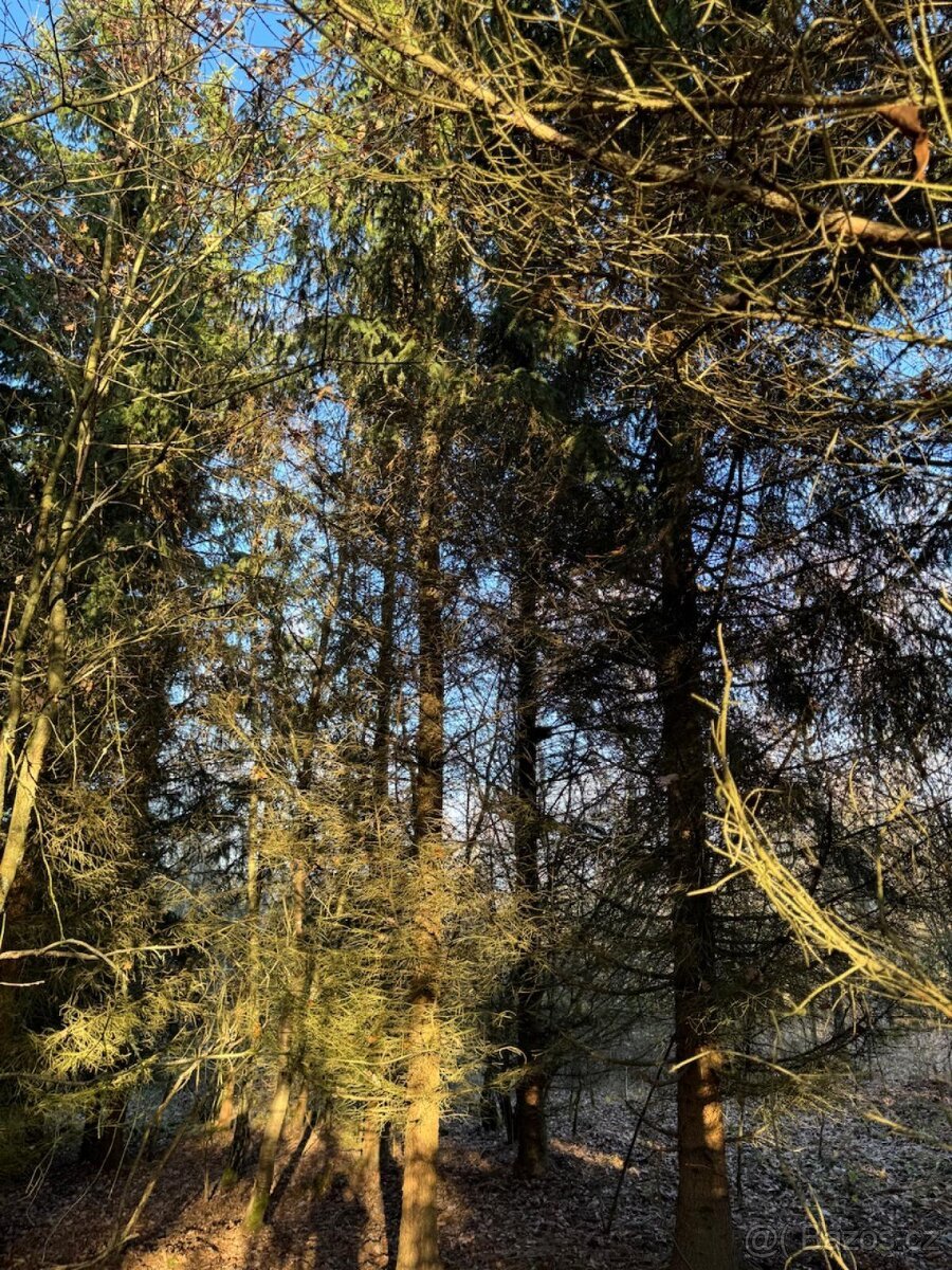 Prodej lesních pozemků k.ú. Poleň