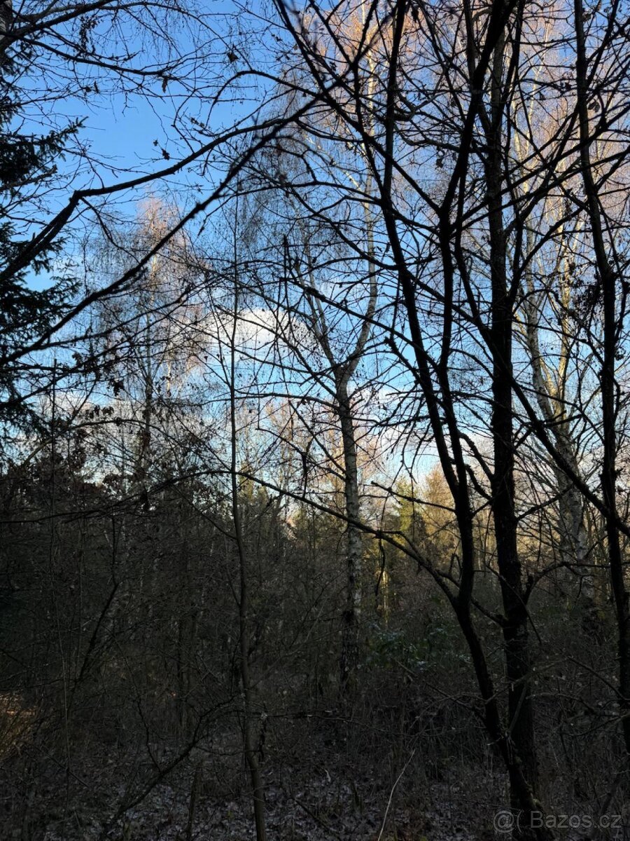 Prodej lesních pozemků k.ú. Poleň