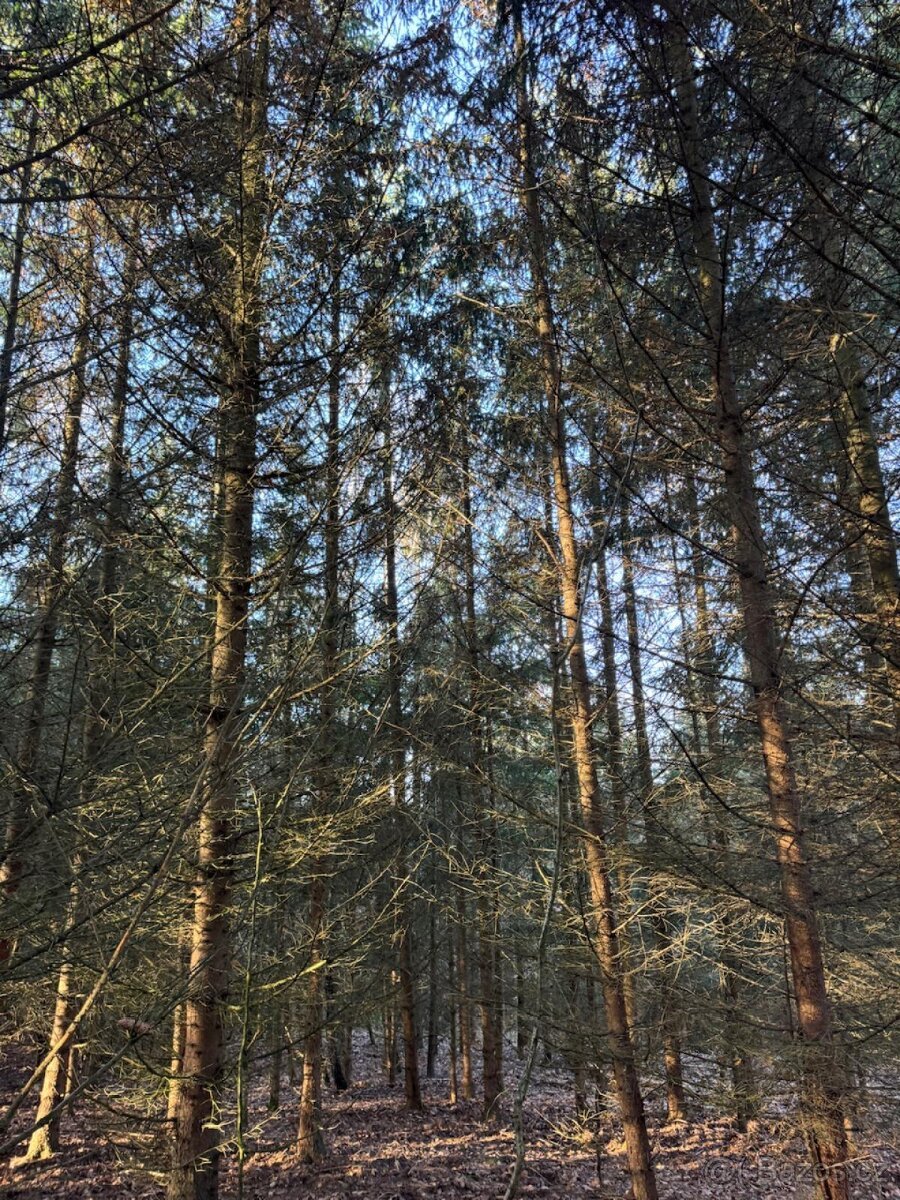 Prodej lesních pozemků k.ú. Poleň