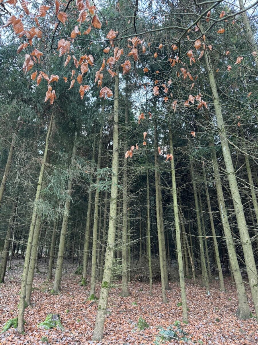 Prodej lesních pozemků k.ú. Poleň