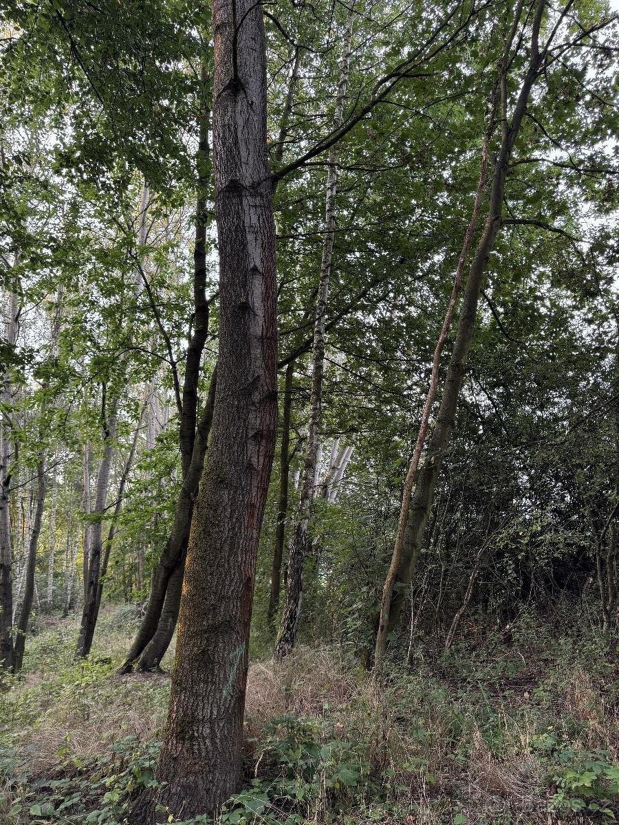 Prodám pozemky v k.ú. Lukov u Úštěku