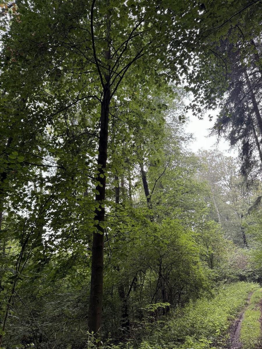 Prodáme lesní pozemky v k.ú. Blíževedly