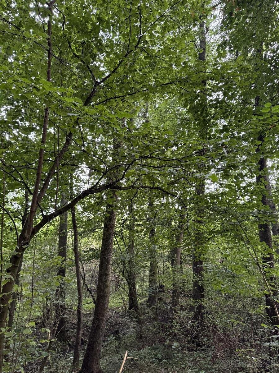 Prodáme lesní pozemky v k.ú. Blíževedly