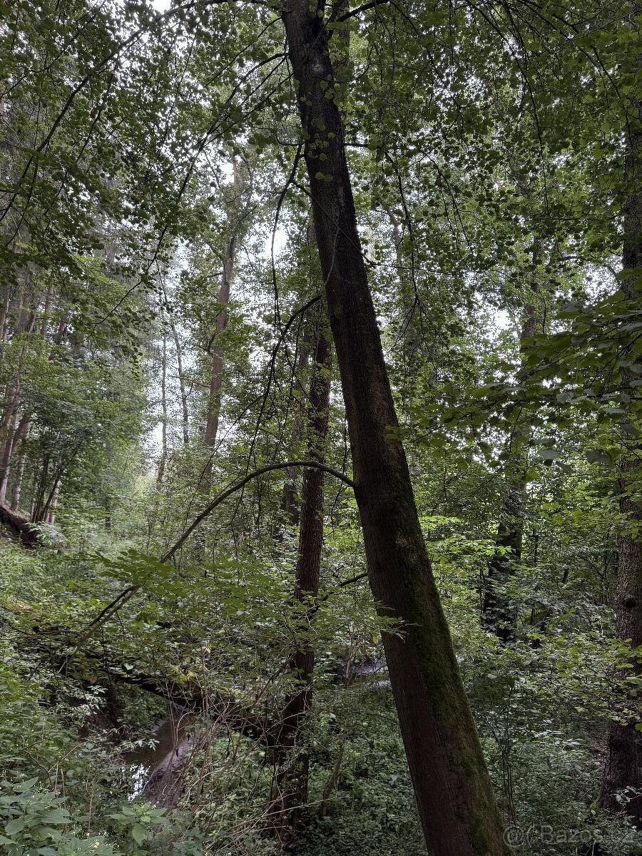 Prodáme lesní pozemky v k.ú. Blíževedly