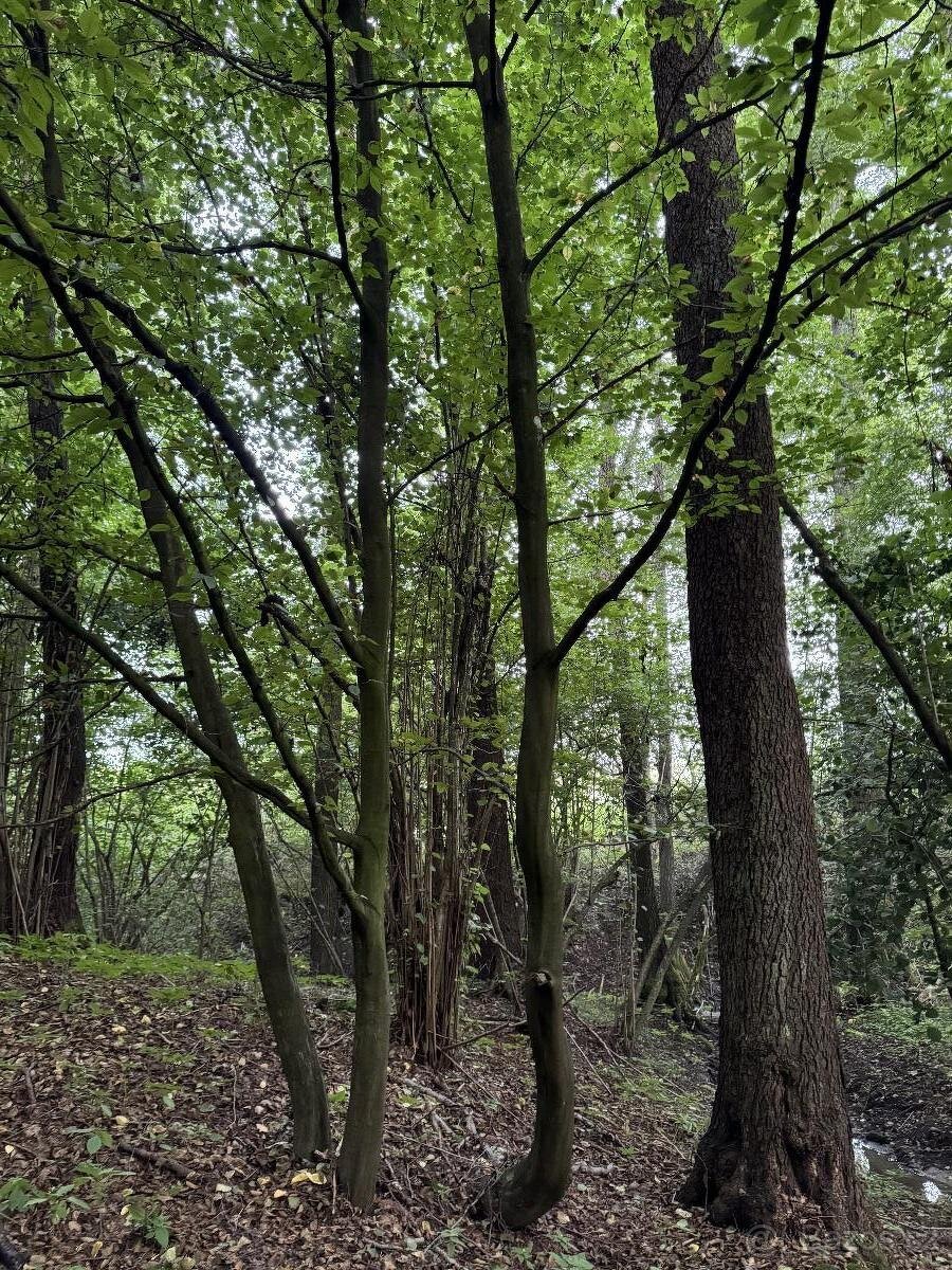 Prodáme lesní pozemky v k.ú. Blíževedly