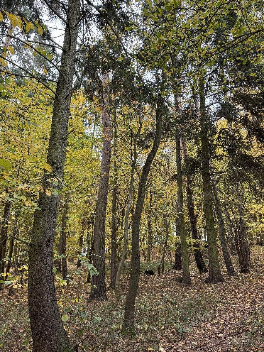 Prodám lesní pozemek v k.ú. Dunávice