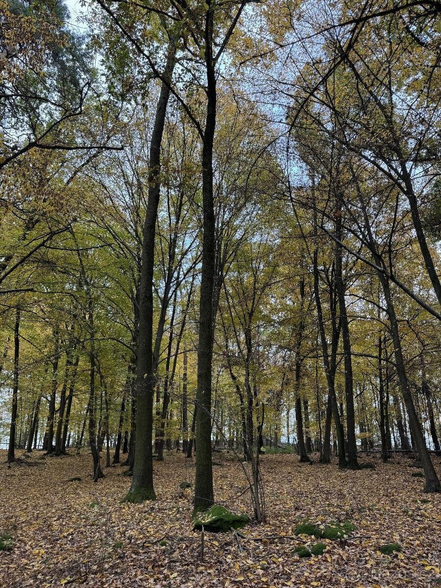 Prodám lesní pozemek v k.ú. Dunávice