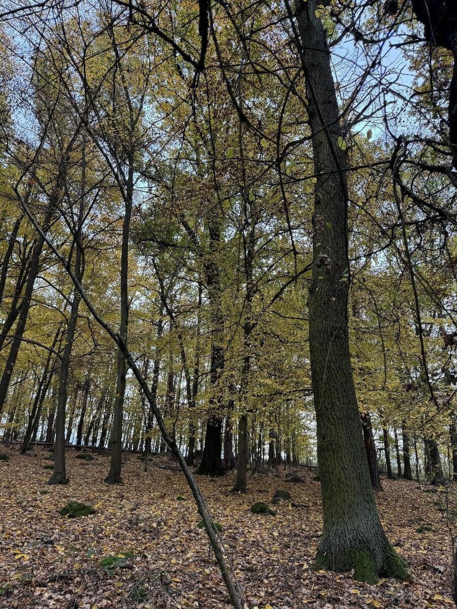 Prodám lesní pozemek v k.ú. Dunávice