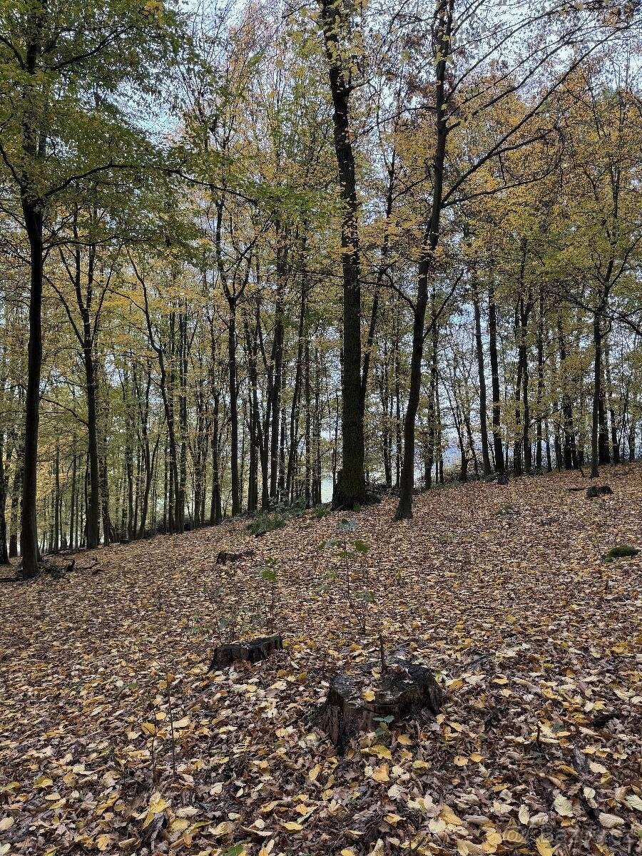 Prodám lesní pozemek v k.ú. Dunávice