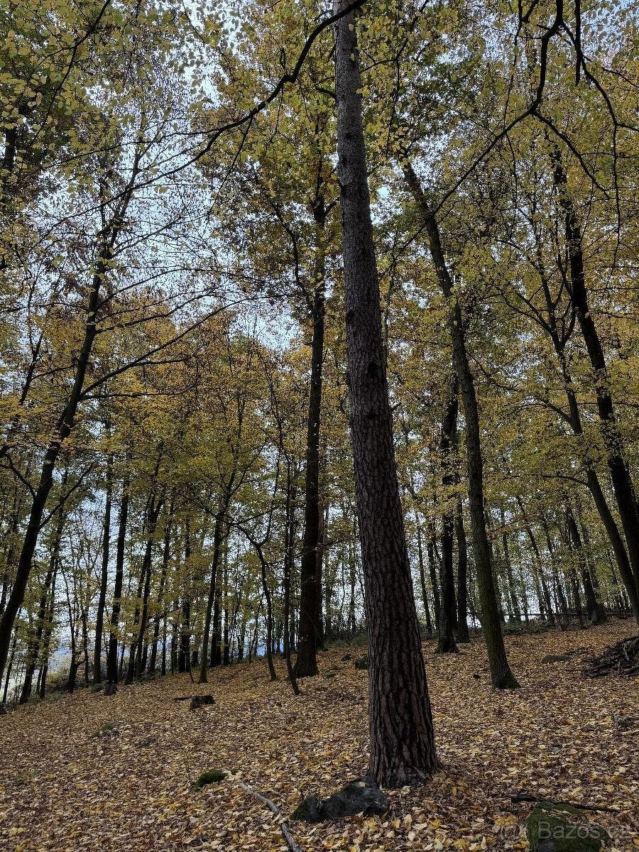 Prodám lesní pozemek v k.ú. Dunávice