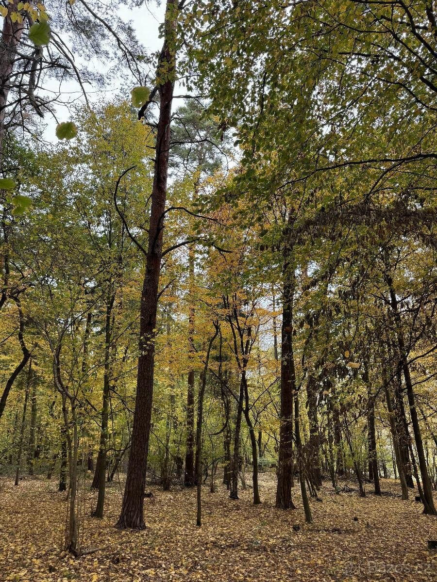 Prodám lesní pozemek v k.ú. Dunávice