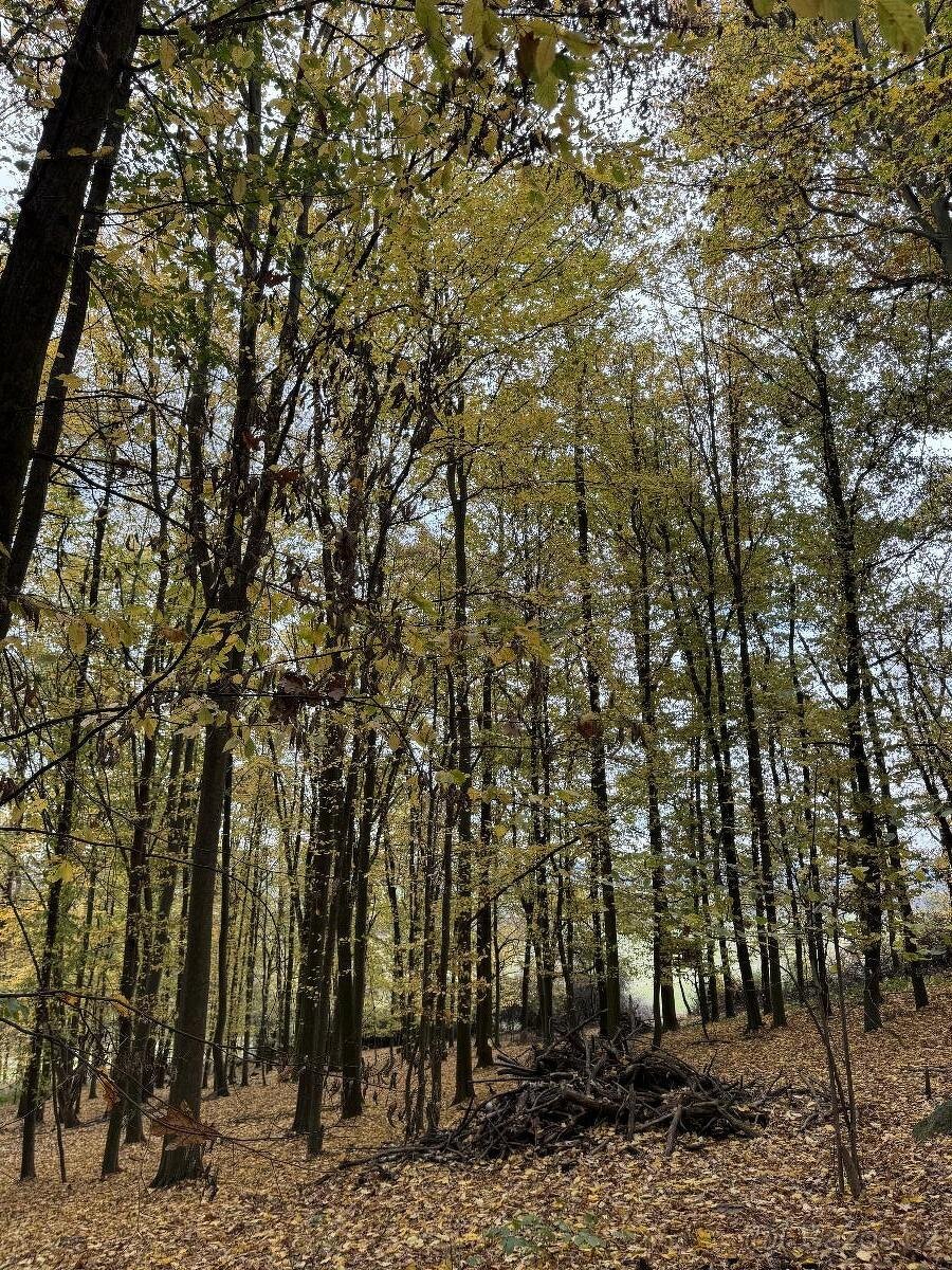 Prodám lesní pozemek v k.ú. Dunávice