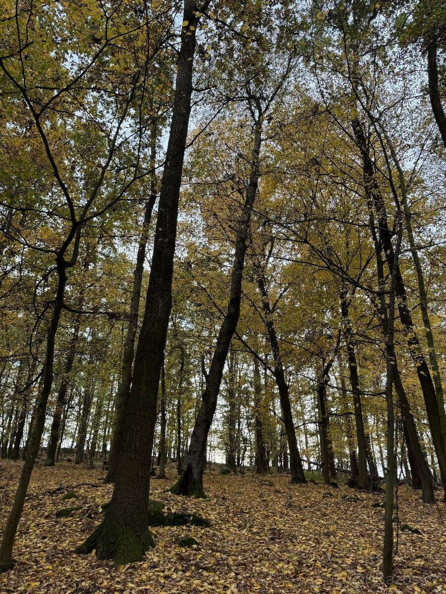 Prodám lesní pozemek v k.ú. Dunávice