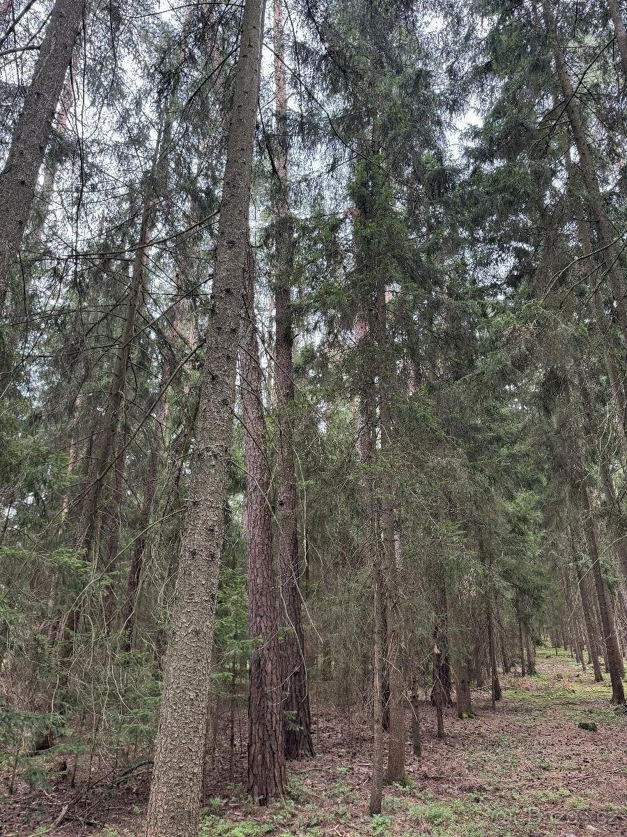 Prodám lesní pozemky v k.ú. Křenovice