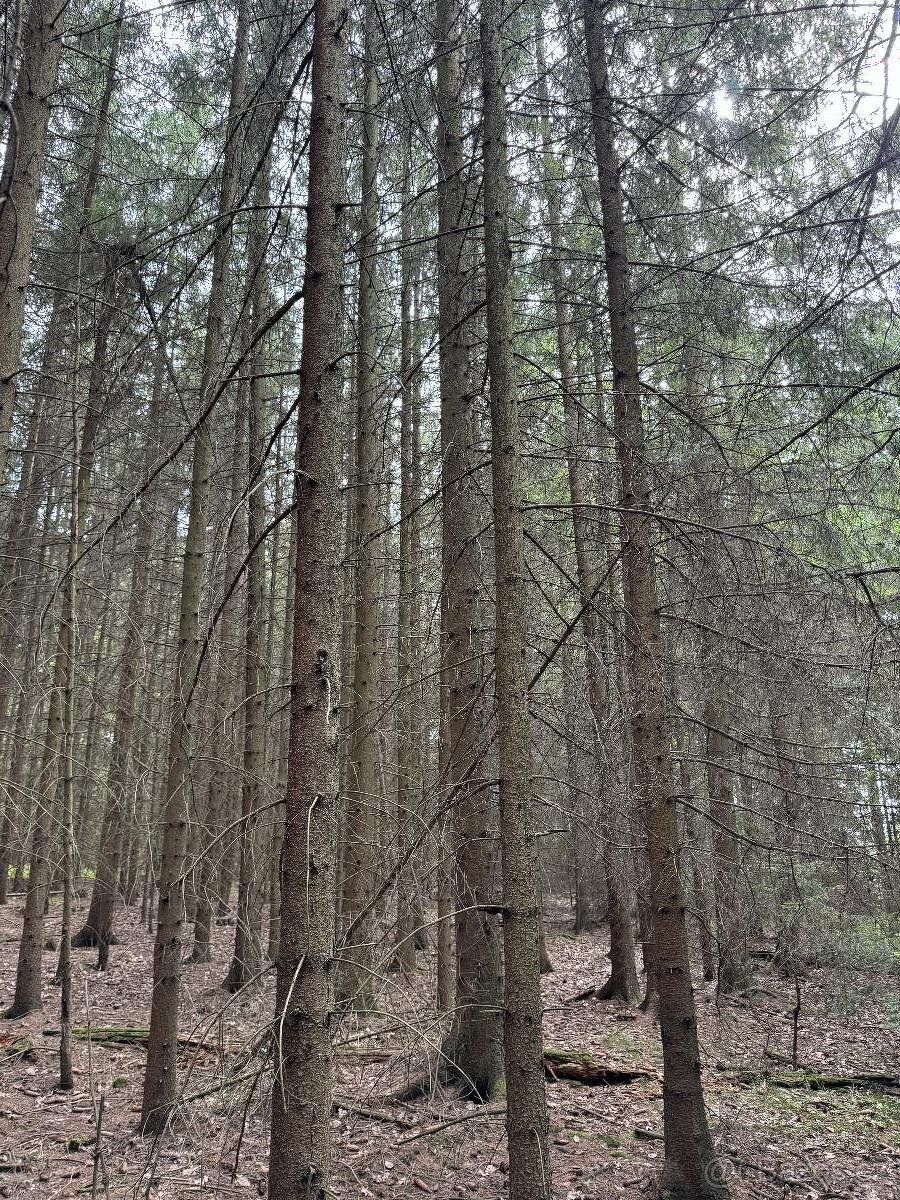 Prodám lesní pozemky v k.ú. Křenovice