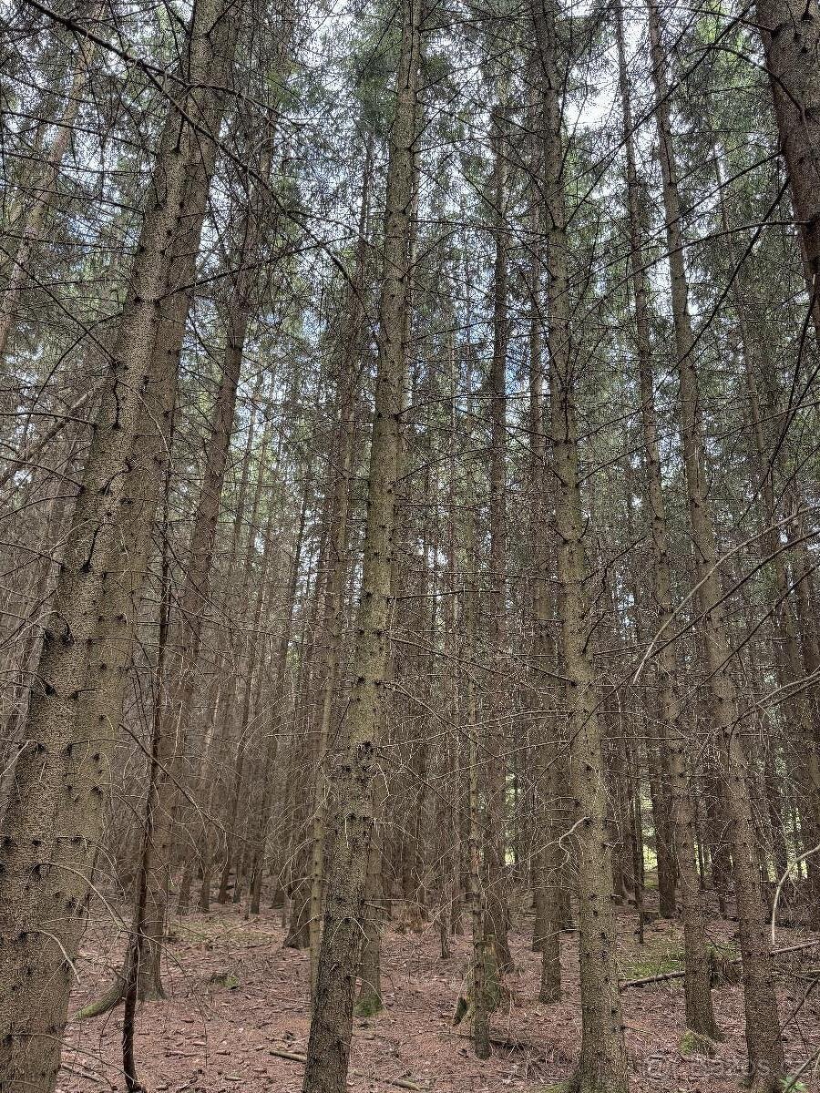 Prodám lesní pozemky v k.ú. Křenovice