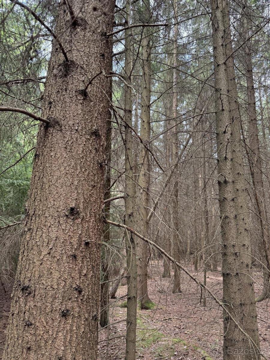 Prodám lesní pozemky v k.ú. Křenovice