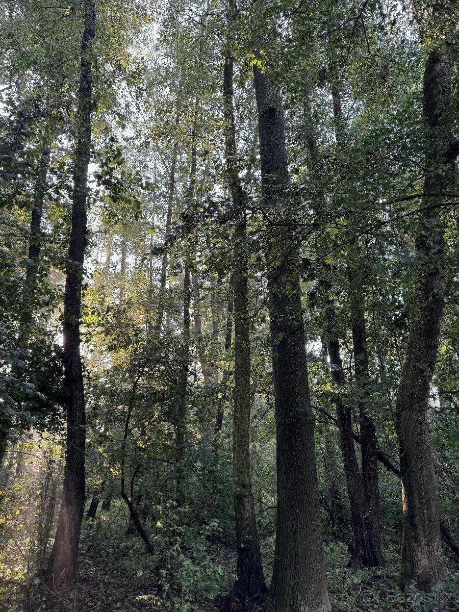 Prodám pozemky v k.ú. Bohuslavice nad Metují