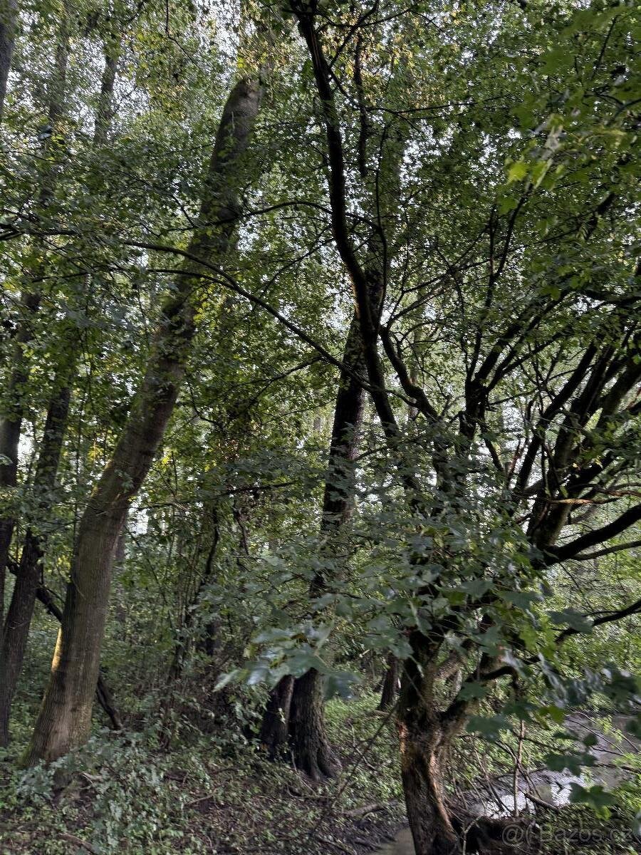 Prodám pozemky v k.ú. Bohuslavice nad Metují