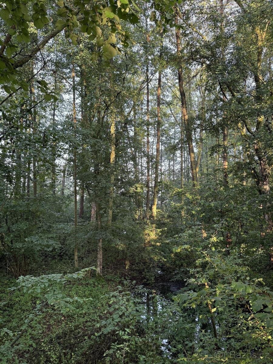 Prodám pozemky v k.ú. Bohuslavice nad Metují