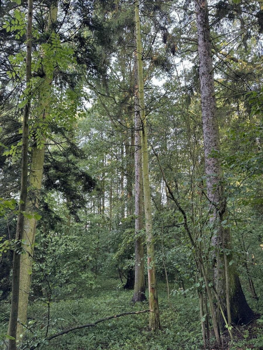 Prodám pozemky v k.ú. Bohuslavice nad Metují