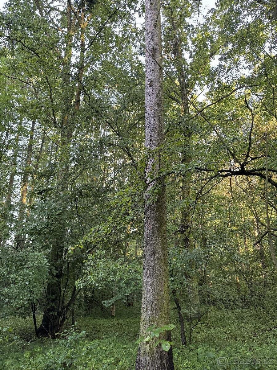 Prodám pozemky v k.ú. Bohuslavice nad Metují