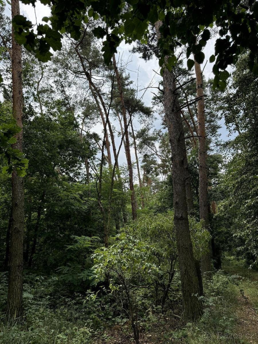Prodám pozemky v k.ú. Kojice