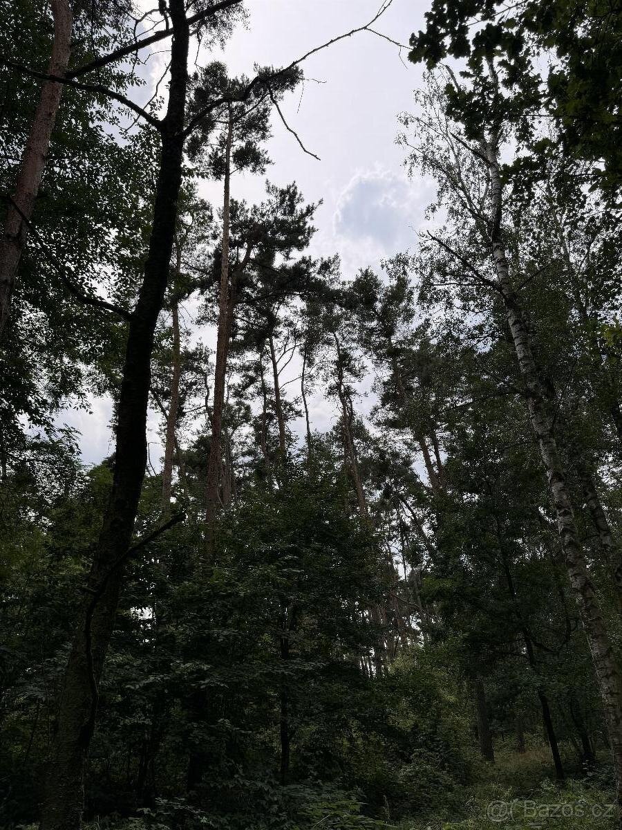 Prodám pozemky v k.ú. Kojice