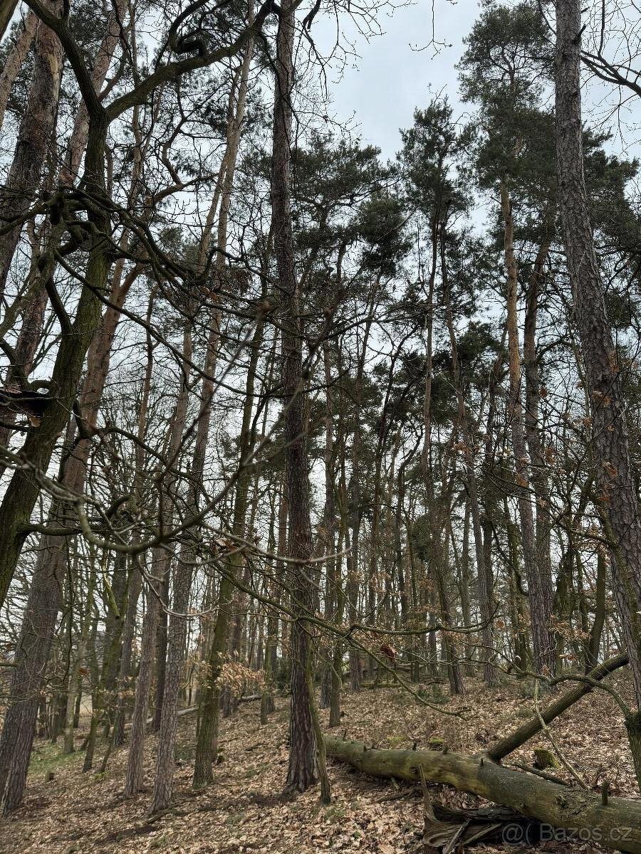 Prodám lesní pozemek v k.ú. Žďár v Podbezdězí