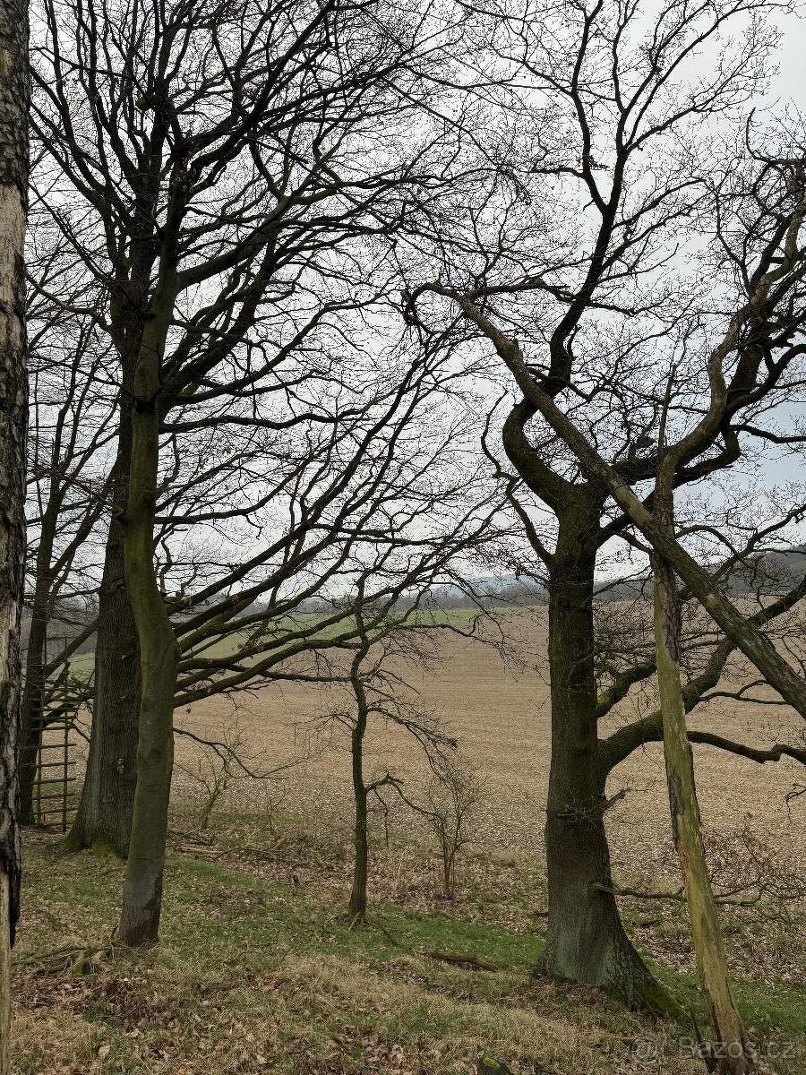 Prodám lesní pozemek v k.ú. Žďár v Podbezdězí