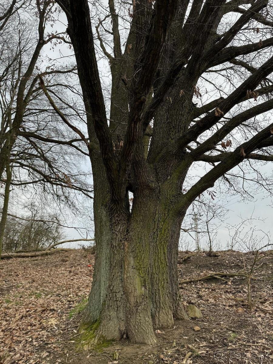 Prodám lesní pozemek v k.ú. Žďár v Podbezdězí