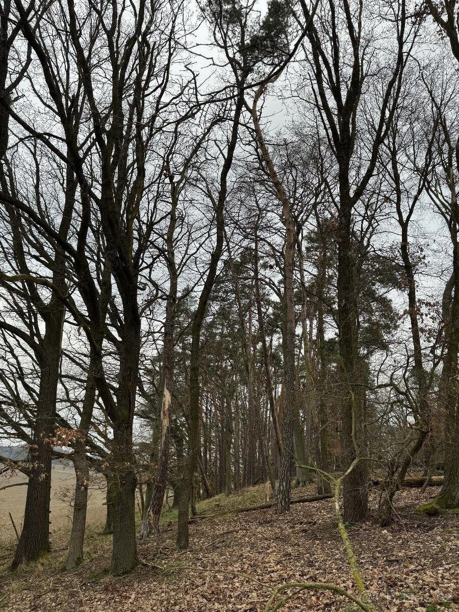 Prodám lesní pozemek v k.ú. Žďár v Podbezdězí