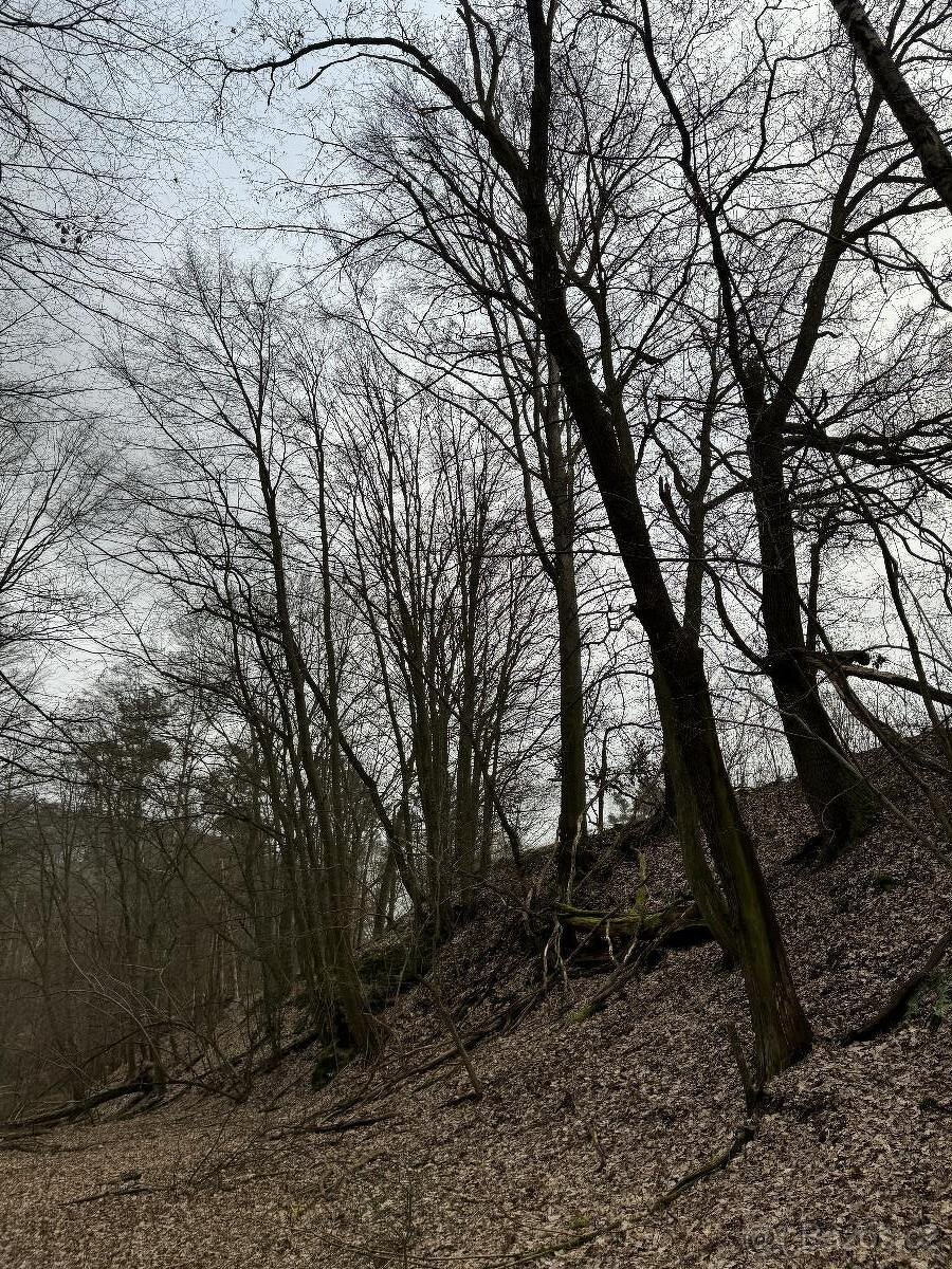 Prodám lesní pozemek v k.ú. Luka