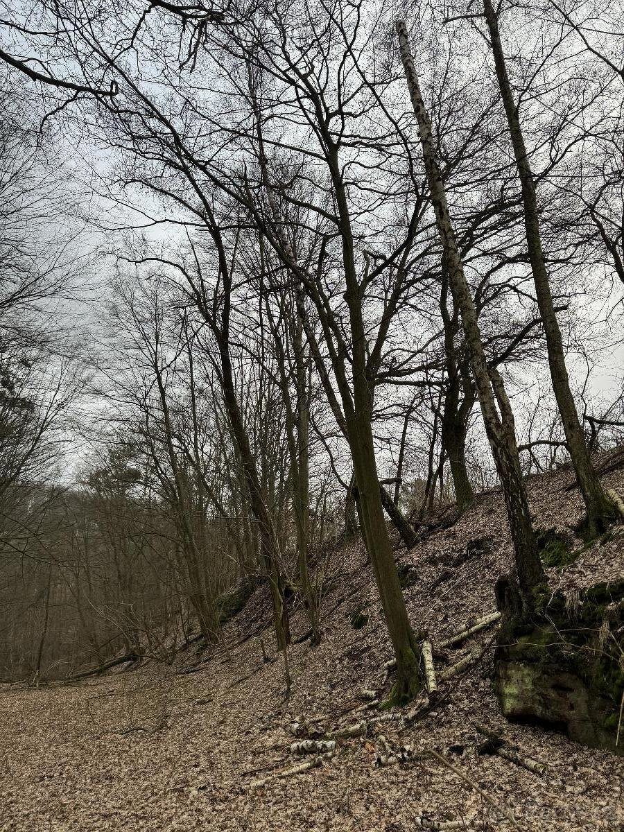 Prodám lesní pozemek v k.ú. Luka