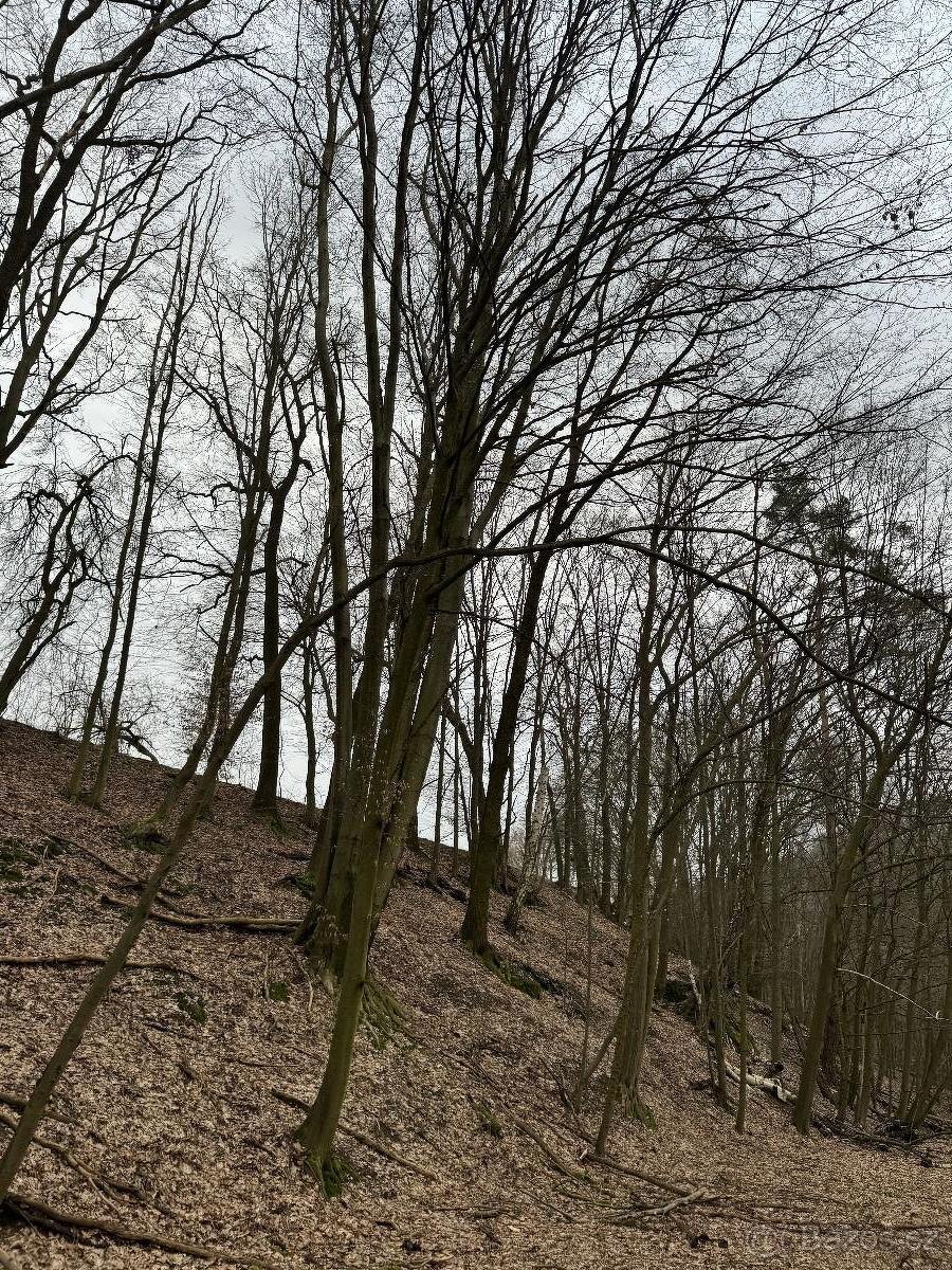 Prodám lesní pozemek v k.ú. Luka