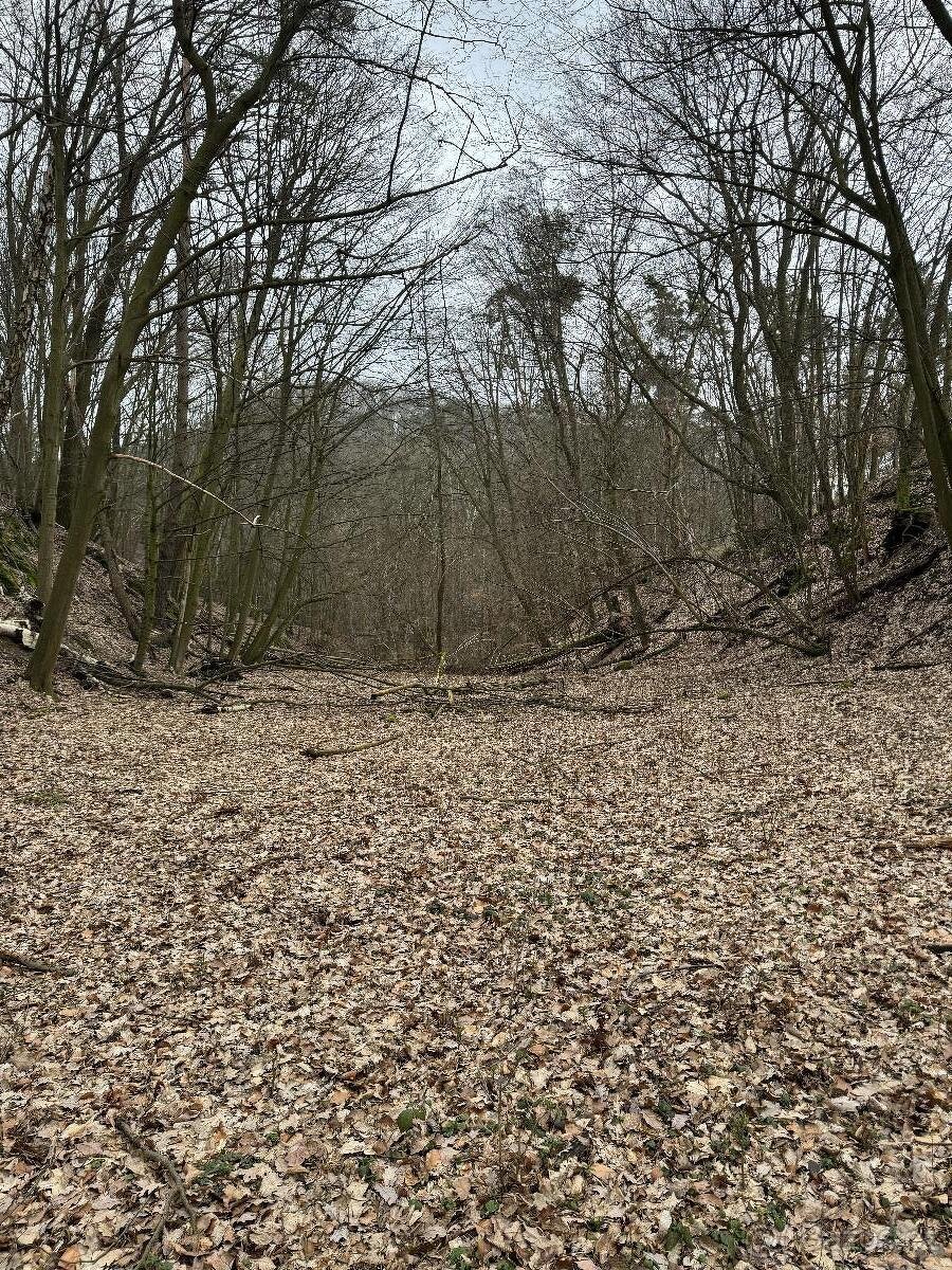 Prodám lesní pozemek v k.ú. Luka