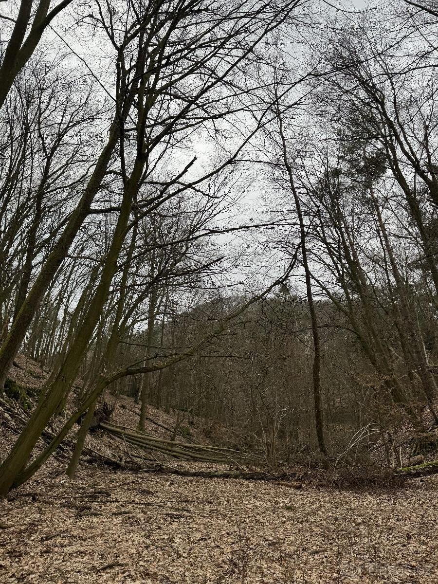 Prodám lesní pozemek v k.ú. Luka