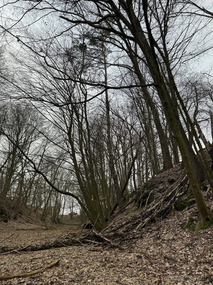 Prodám lesní pozemek v k.ú. Luka