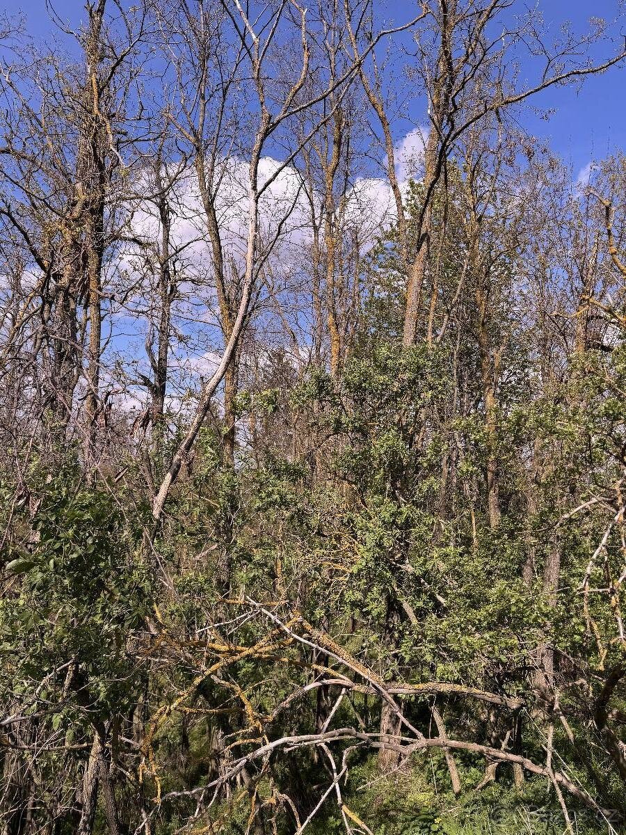 Prodáme pozemky v k.ú. Okrašovice