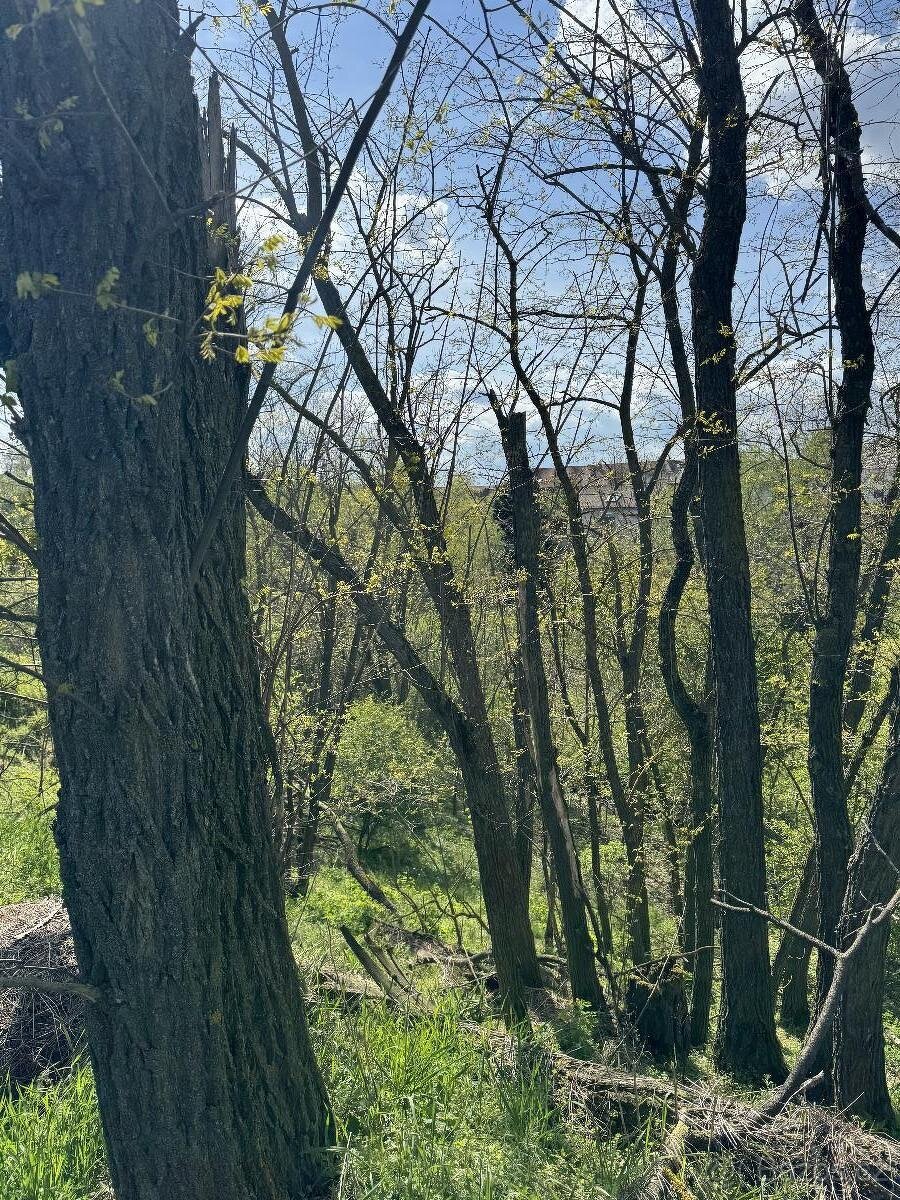 Prodáme pozemky v k.ú. Okrašovice