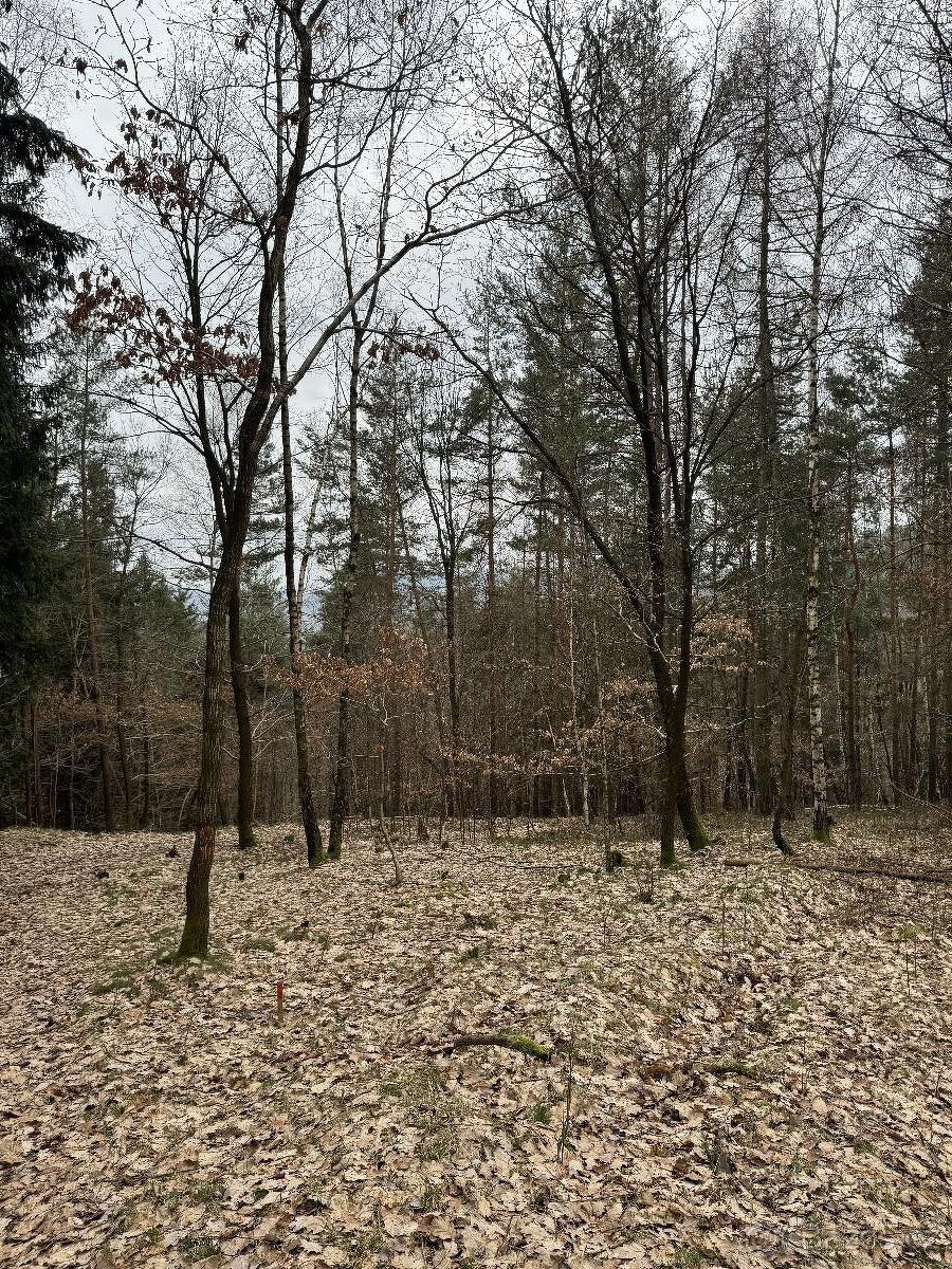 Prodám lesní pozemek v k.ú. Sněhov