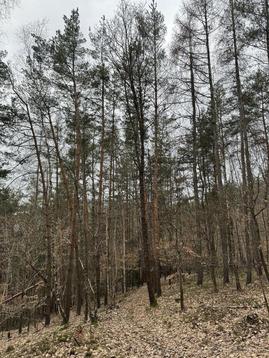 Prodám lesní pozemek v k.ú. Sněhov