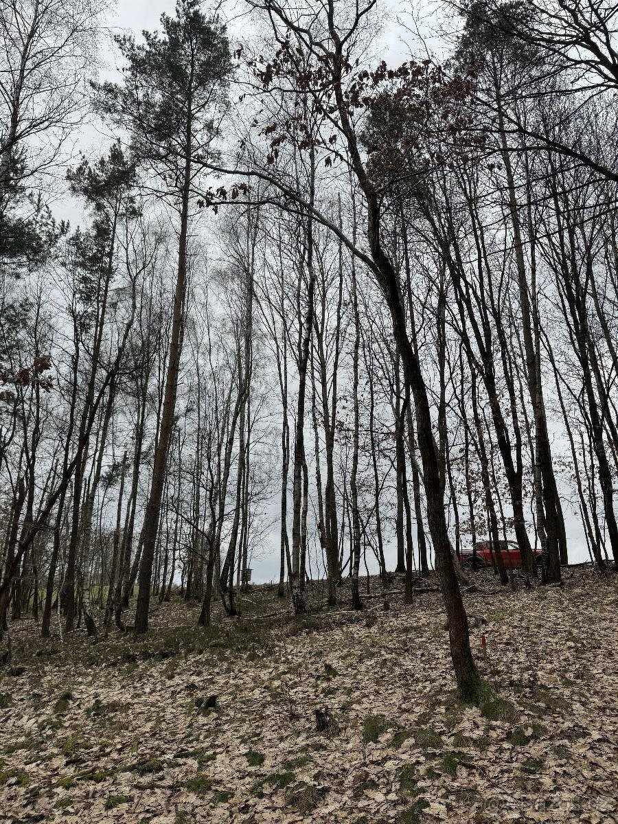 Prodám lesní pozemek v k.ú. Sněhov