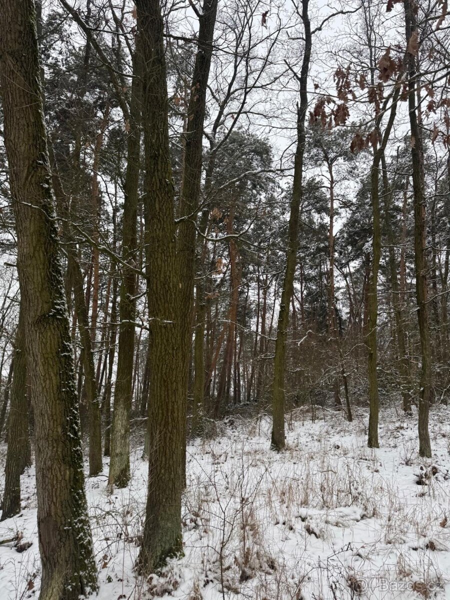 Prodej lesního pozemku k.ú. Štítary na Moravě